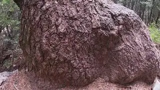 Lebanese Cedars in Barouk