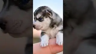 Baby alaskan husky! 🐕🥰 #husky #huskylife #alaskanmalamute #alaskanhusky #animalshorts #littlepets