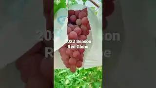 2023 Season Red Globe grapes are ready to pack.