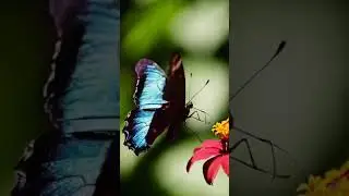 Butterfly&rsquo;s Gentle Descent 🦋 | Slow-Mo Landing on Flower