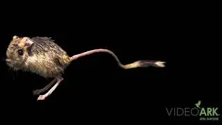 A small five-toed jerboa (Allactaga elater) at the Moscow Zoo.