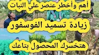 أهم وأخطر عنصر في تسميد النبات زيادة تسميد الفوسفور ممكن تخسرك المحصول بتاعك خلي بالك هام جدا جدا 
