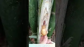 Bamboo worm fry-up: crispy delight! #food