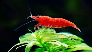 7 Facts About Aquarium Shrimp That Will Surprise You