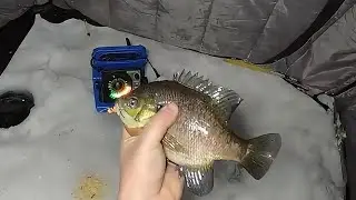 Catch and Cook - Ice Fishing MN 2025 - Bluegill and Crappie