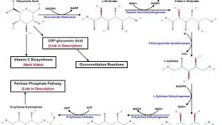 Catabolism of Glucuronic Acid to Xylulose-5-Phosphate (Pentose Phosphate Pathway)