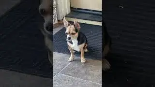 СТРАЖ при исполнении 😅 2025 май #doglovers #smalldogbread #маленькиесобаки