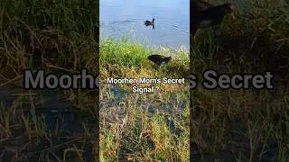 Moorhen Mom Sounds Alarm? #shorts