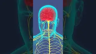 How Nerve Grafts Are Used in Peripheral Nerve Surgery | Dr. Otaguro