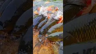 Amazing healthy fish#shorts #fishing @AdiFishman @RAWWFishing @CatchEmAllFishingZakCatchEm