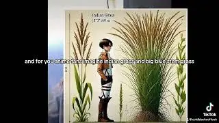 Buffalo Trails and Samurai Swords: Prairie Legends Unveiled