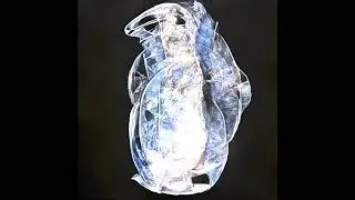 20250828 streamdiffusion audio reactive   butterflies next loop