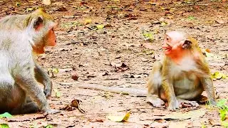 MG! JINX MONKEY WAS WARNING TO BITE SO HURT BY JADE, JINX CRY SO LOUDLY.