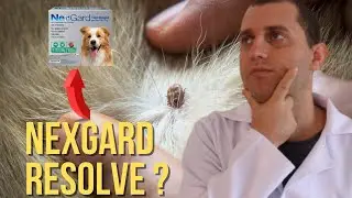 Nexgard em cães - o que você precisa saber.