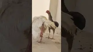 Rooster seduction dance | Rooster mating behaviour | Rooster funny dance #shorts #viral #trending