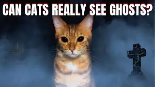 The Hidden Power of Your Pet Cats Can See Ghosts and Spirits!