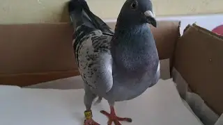 Pocztowy Stanął Na N&oacute;żkach #gołębie  PL24 0373 11155  #pigeon #taube