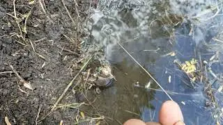 di kira nyangkut ternyata masih ada belut ny#fyp#mancing belut