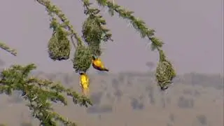 Weaver birds nest building | Kenyan Birds of Prey | Wish you were here | 2000