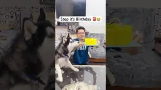 I Can&rsquo;t Celebrate my Birthday 🚨😭 #shorts #dog #husky #trendingsong