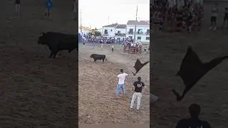 Best moments of Bull fight #2023shorts #bull ##fightbull #portugal #touros #2023best
