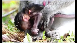 Don't Cry Newborn !!! Mom Allow Milk Much Milk For You
