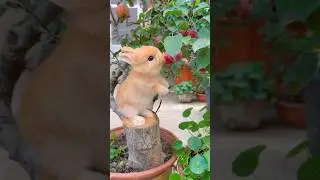 So cute bunny🐰#adorablebunny #dailycuteness #cute