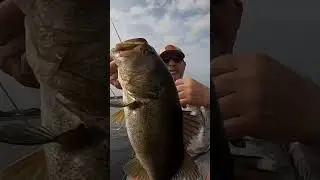 Check Out The Size Of This Jerk Bait Bass #jerkbait #bass #fish #fishing #youtubeshorts