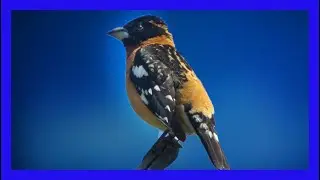 Black-headed Grosbeak Singing - Picogrueso Pechicaf&eacute; Cantando - Pheucticus melanocephalus