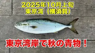 【ショアジギング】東京湾岸で秋の青物釣り！横須賀でワカシ！【10月上旬】
