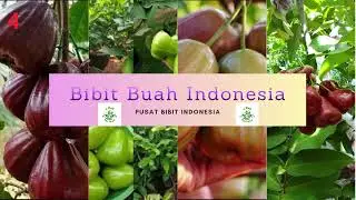0851 8900 8260 (TSEL) Bibit Jambu Air Black Diamond