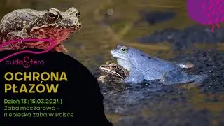 ODC.11 Ochrona Płazów - Żaba moczarowa - niebieska żaba w Polsce  (15.03.2024)