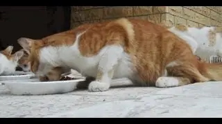 Trends in Pet Care: Taste and Packaging