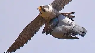 falcon attack peregrine falcon unexpectedly😢🤯