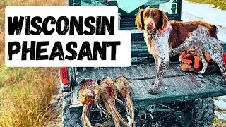 American Brittney Pheasant Hunt!