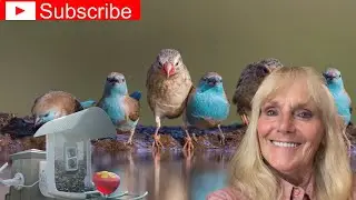 It&rsquo;s About the Birds Birdsnap Smart Bird Feeder #birds #birdfeeder #Birdsnap