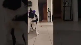 Holly Border collie med KONG Squeezz Ball