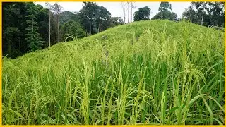 The rice paddies are sprouting beautiful spikes and collecting chilies ep 41