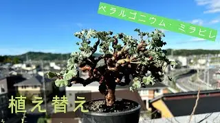 塊根植物の植え替え方法を紹介します