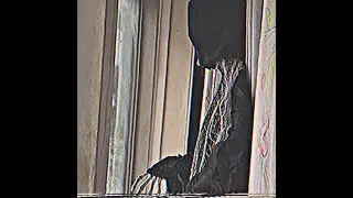 (free) surrenderdorothy x bones type beat &ldquo;youremilesawaybutifeelyousomehow&rdquo; 