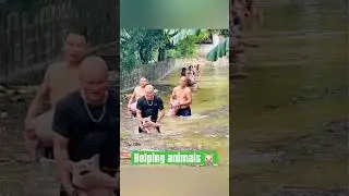 Helping animals after the flood #animals #flood #pets