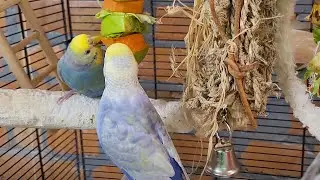 budgie sounds for lonely birds to make them happy