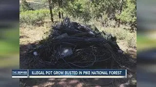 Illegal pot grow busted in Pike National Forest