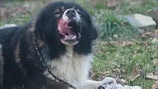 Zásahovka Lištička K9 (CCOC) and Žiletka Lištička K9 (CCOC) with a strict uncle