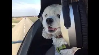 FLYING WITH OUR DOG | WISCONSIN TO FLORIDA | SX300 AIRPLANE