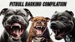 Dogs Pitbull Dog Barking Sound Loudly Angry Compilation - Howling Dog Sound -  كلب ينبح - صوت كلاب