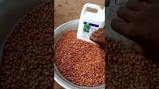 COMMENT APPLIQUER LE SUPER GRO SUR LES GRAINES D'ARACHIDE