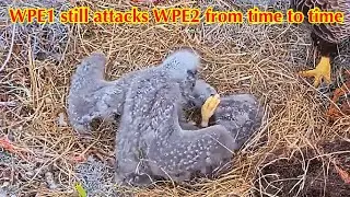#133🦅🐥22&deg;🐥17&deg;／Winter Park Eagle Nest 2026／Against All Odds:One-Eyed Mom／by Winter Park Eagle Cam