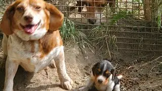 Compare POCKET vs STANDARD BEAGLE size 