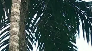 Mico Zocai del Caquet&aacute;, Plecturocebus caquetensis, Piamonte, Cauca, Colombia